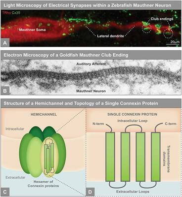 Understanding the Molecular and Cell Biological Mechanisms of Electrical Synapse Formation